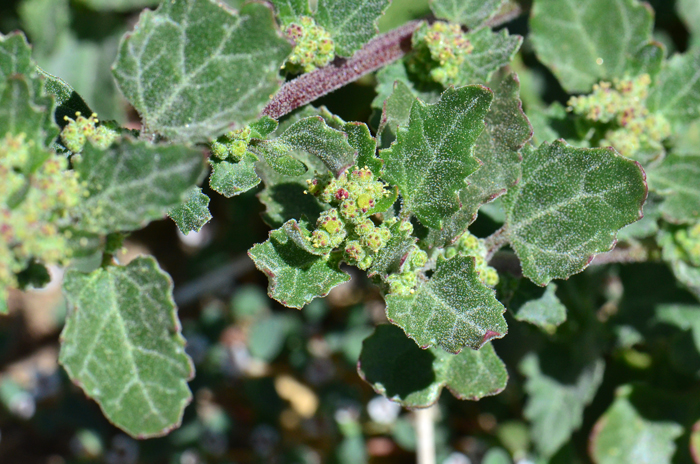 Nettleleaf Goosefoot is an annual that blooms primarily from spring through fall but year-round in warmer geographic locals. Chenopodiastrum murale 